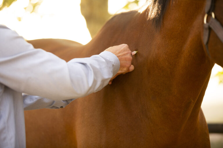 Mission Equine | Equine immunization