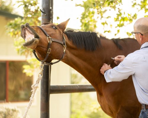 Mission Equine | Equine immunization