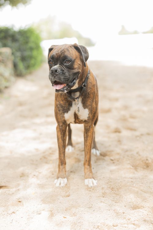 Bo - Paw-sitive Vibes Manager